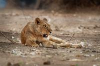 Lev pustinny - Panthera leo - Lion o8319